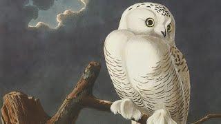 How Audubon’s Birds of America Changed Natural History