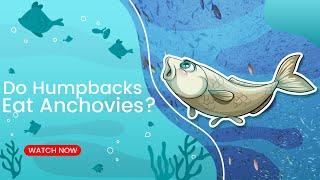 HCB TV PRESENTS || Do Humpbacks Eat Anchovies ?