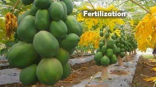 Papaya Production! HOW to Apply Fertilizer in Papaya? | Complete Guide