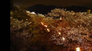 【K】2010 錦帯橋の桜  夜の部