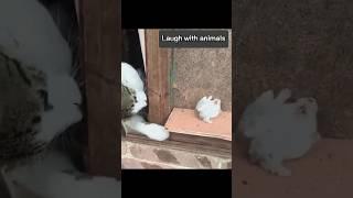 Cat KO Hamster #funny #animal