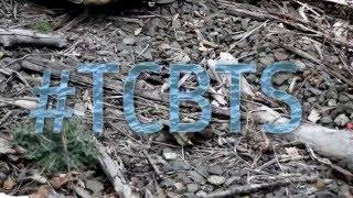 TCBTS