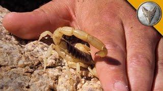 Scorpion Stings