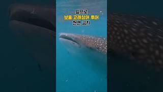  이제 보홀 고래상어투어 못함  #비상정원 #여행꿀팁 #여행 #여행쇼츠 #travel #보홀 #보홀여행 #고래상어 #세부 #필리핀여행 #오슬롭