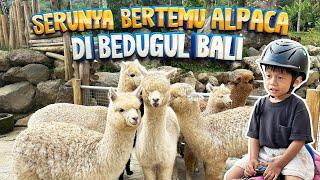 Bali Farm House Bedugul Bali | Tempat Wisata Keluarga Terbaru yang Wajib di Kunjungi