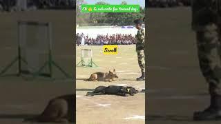 well trained labrador dog |labrador training|#shorts #trending @raxthelabrador6144