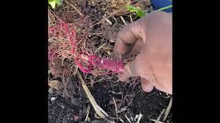 Sweet Potato Harvest. Enjoy!!!