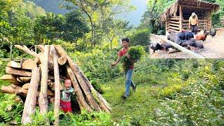 boy goes to pick wild vegetables to sell pregnant woman raises pigs and chickens