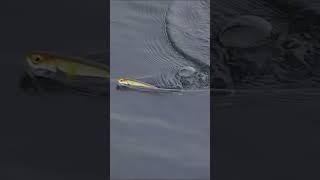 Rapala Precision Xtreme Pencil