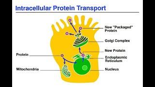 Biochemistry Coaching -  Intracellular Sorting of Proteins