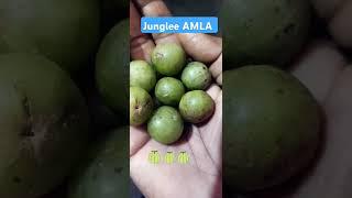 Junglee Amla  || Pure Medicine ||  100% health  cure ||