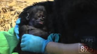 Growing Up Gorilla: Louisville Zoo's 'Kindi' Makes Public Debut