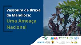 Vassoura de Bruxa da Mandioca: Uma Ameaça Nacional - segundo dia