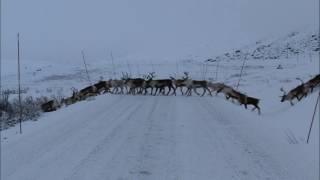 Reindeer Crossing - Bygdin - Norway