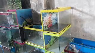 Update Stock Aquarium agustus (ready 200 biji lebih)