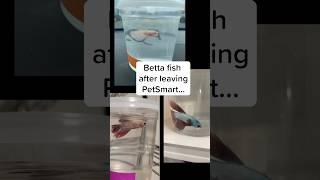 Betta fish rescued from PetSmart -- before/after
