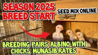 Season 2025 Breed Start | Breeding Pair Albino with Chicks Munasib Pese | Seed Mix online medication