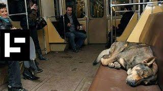 Moscow's Stray Subway Riding Dogs