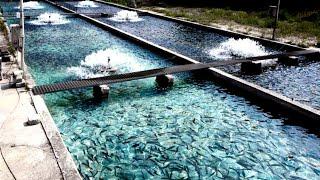 This Norwegian Fish Farm Is Growing Fish Faster With Less Energy!