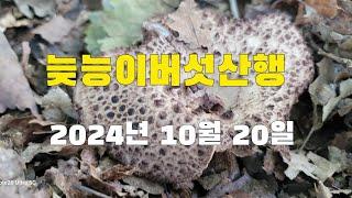 능이버섯산행  아직까지 씽씽한 능이버섯  해마다 채취한곳 구광자리 채취방법 중요성