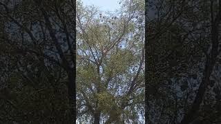 Osogo (Weaver Birds) at Dunga beach Kisumu