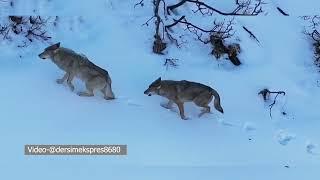 Dersim’in Karla Kaplı Dağlarında Kurtlar! 