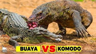 Pertarungan KOMODO VS BUAYA, Mana Yang Memiliki Gigitan Paling Mematikan?