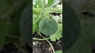 POLLINATED CRIMSON SWEET WATERMELON ABOUT THE SIZE OF A SOFTBALL!! ITS MELON SEASON!!#growyourown