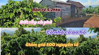 Bán rẻ 5h2 đất rẫy cà phê / giảm giá 500 triệu nguyên lô