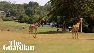 Giraffes stroll on to 18th hole during Kenya Ladies Open