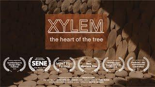 Xylem, The Heart of The Tree