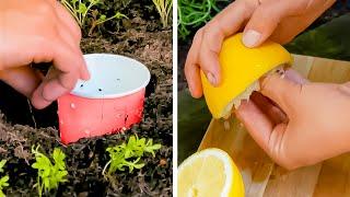 Garden Without Breaking A Sweat | Make It Easy On Yourself With These Gardening Hacks