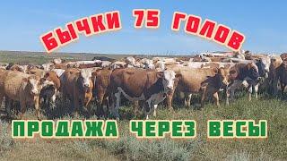 Быки мясных пород на продажу