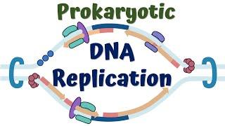 DNA replication in Prokaryotes