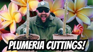 How I Plant Plumeria Cuttings! | Easy DIY Frangipani Propagation