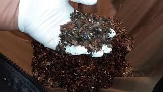 Blue Worms Compost Avocado, Corn, Apple & Orange - Perionyx Excavatus - Urban Worm Bag v2 - Ep 9