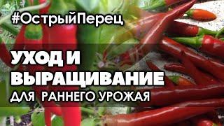  Острый перец. Уход и выращивание для получения раннего урожая.