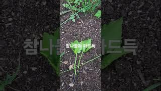 참나물과파드득. 구분법 #주말농사 #garden #농사 #자연농원 #산골 #텃밭 #gardening #farming
