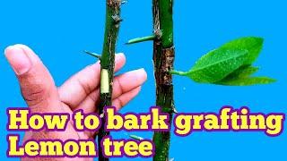 Unique Bark Grafting Technique Lemon Tree . লেবু গাছের সহজ কলম পদ্ধতি ।