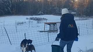 Morning Chores and getting animals outside. #mainewinter #nigeriandwarfs #lovemyanimals