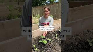 Squash beetles ruining your garden party? 