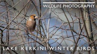 Spotting a Lesser Spotted Woodpecker   wild bird photography in Greece