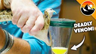 Deadliest Job in America - Snake Milker!