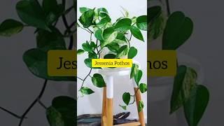 22 Types of Pothos Varieties | Rare Money Plant Varieties #shorts #viral #rareplants #luckyplants