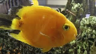 Goldfish, золотые рыбки, АКВАРИУМ, поют золотыЕ