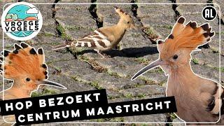 Hop in centrum Maastricht |  Zelf Geschoten | Vroege Vogels