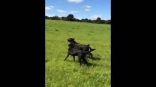 Labtastic!!!!
