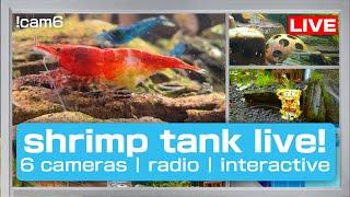 shrimp tank live | live shrimp aquarium | commands !hour !cam2 !shrimpfo