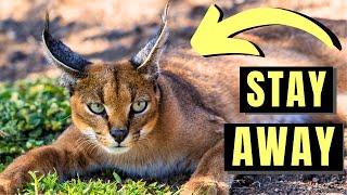 CARACAL - The MOST DANGEROUS Domesticated Cat In the World