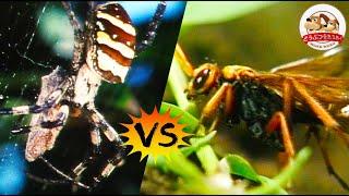 【The Spider-Killer】 Spider Wasp Paralyzes Her Prey Before Dragging It into Her Nest!